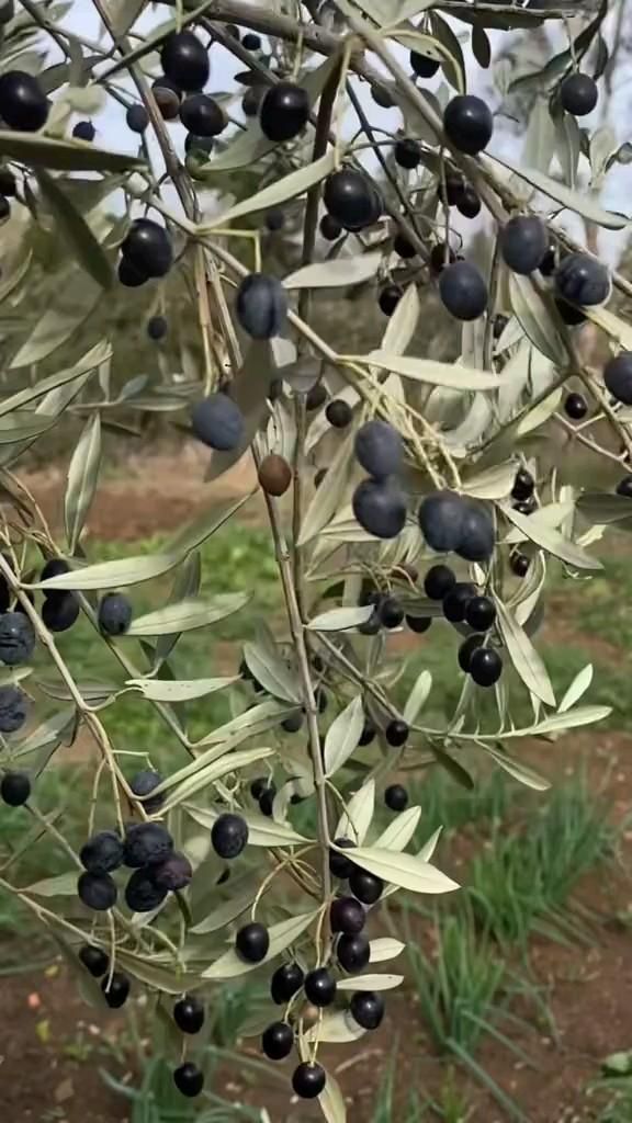 Zeytin